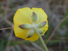 Ranunculus bupleuroides