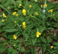 Ranunculus palaeoeuganeus
