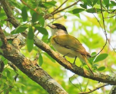 Pachyramphus viridis