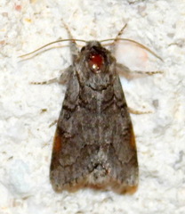 Acronicta tota