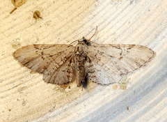 Eupithecia bolterii