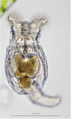 Philodina megalotrocha