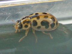 Anisosticta bitriangularis