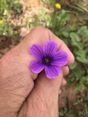 Erodium texanum