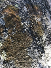 Anaptychia runcinata