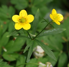 Ranunculus palaeoeuganeus