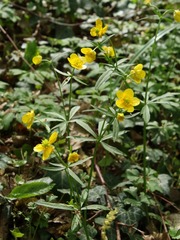 Ranunculus palaeoeuganeus