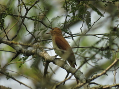 Casiornis rufus