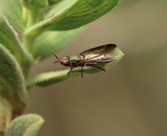 Dorycera graminum