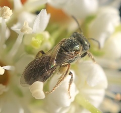 Lasioglossum zephyrus