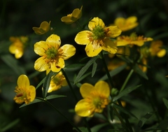 Ranunculus palaeoeuganeus