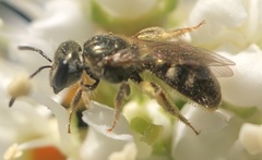 Lasioglossum zephyrus