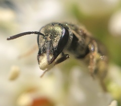 Lasioglossum zephyrus