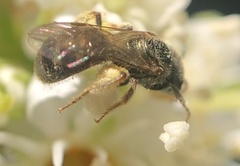 Lasioglossum zephyrus