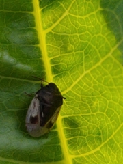 Crocistethus waltlianus