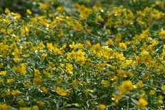 Ranunculus palaeoeuganeus