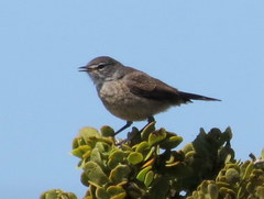 Cercotrichas coryphoeus cinerea