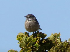 Cercotrichas coryphoeus cinerea