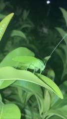 Chloroscirtus forcipatus