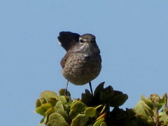 Cercotrichas coryphoeus cinerea