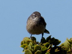 Cercotrichas coryphoeus cinerea