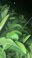 Chloroscirtus forcipatus