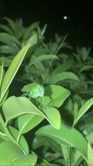 Chloroscirtus forcipatus