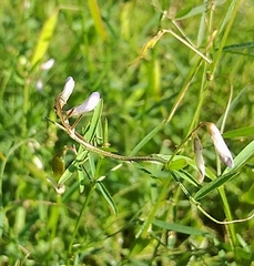 Vicia acutifolia