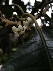 Aegiphila bogotensis