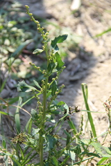 Oxybasis glauca