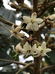 Aegiphila bogotensis