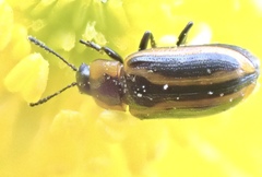 Prasocuris vittata