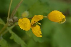 Chelidonium majus