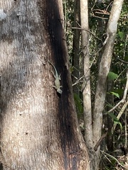 Sceloporus lundelli gaigeae
