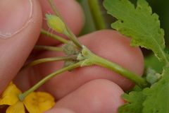 Chelidonium majus