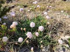 Armeria ruscinonensis