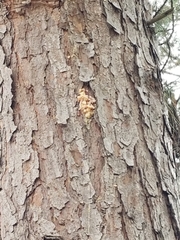 Ips grandicollis
