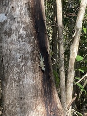 Sceloporus lundelli gaigeae