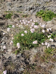 Armeria ruscinonensis