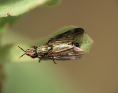 Dorycera graminum