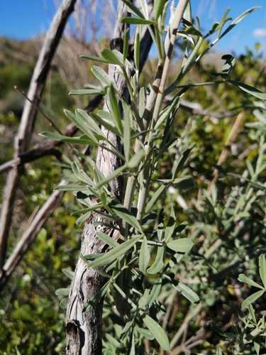 Image of Calobota cytisoides by (c) Danie Palm, some rights reserved (CC BY)