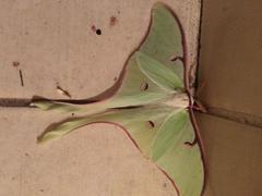 Actias truncatipennis