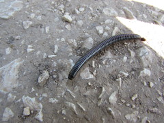 Ommatoiulus sabulosus aimatopodus