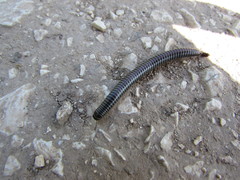 Ommatoiulus sabulosus aimatopodus