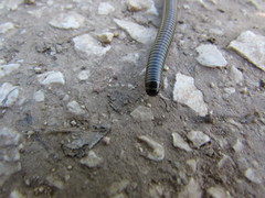 Ommatoiulus sabulosus aimatopodus