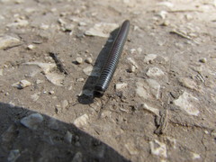 Ommatoiulus sabulosus aimatopodus