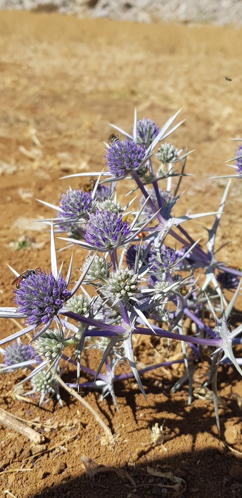Eryngium billardierei
