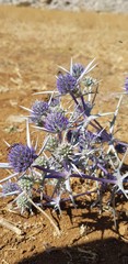 Eryngium billardierei