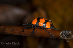 Scaphidomorphus bosci