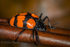 Scaphidomorphus bosci